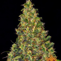 Semillas de Amnesia Haze Auto - Barney's Farm