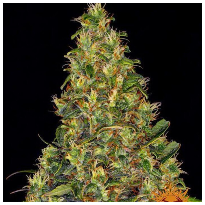 Semillas de Amnesia Haze Auto - Barney's Farm