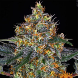 Semillas de Moby Dick Auto - Barney's Farm
