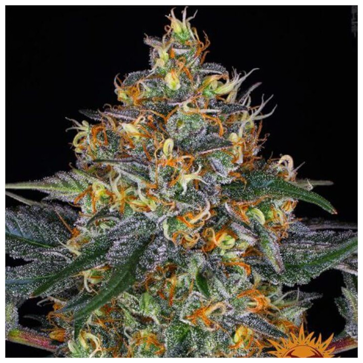 Semillas de Moby Dick Auto - Barney's Farm