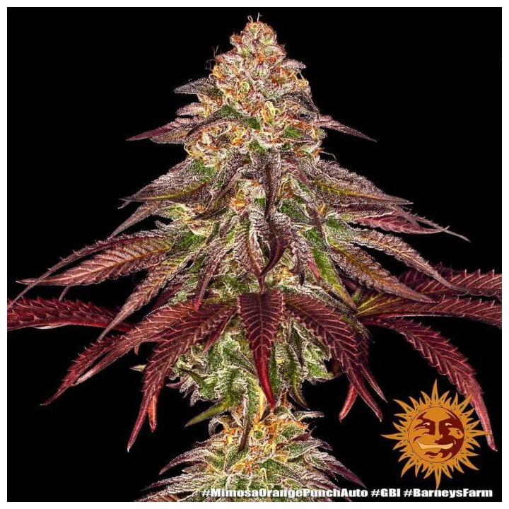 Mimosa X Orange Punch Auto - Barney's Farm