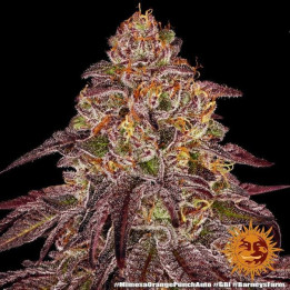 Semillas de Mimosa X Orange Punch Auto - Barney's Farm
