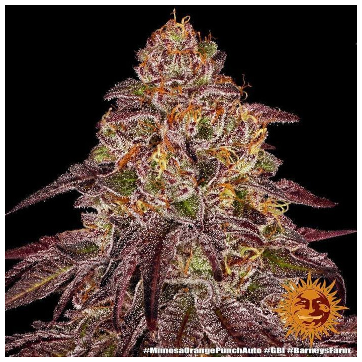 Semillas de Mimosa X Orange Punch Auto - Barney's Farm