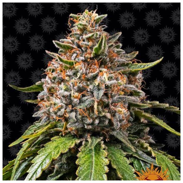 White Widow XXL Auto - Barney's Farm
