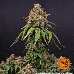 Semillas de White Widow XXL Auto - Barney's Farm