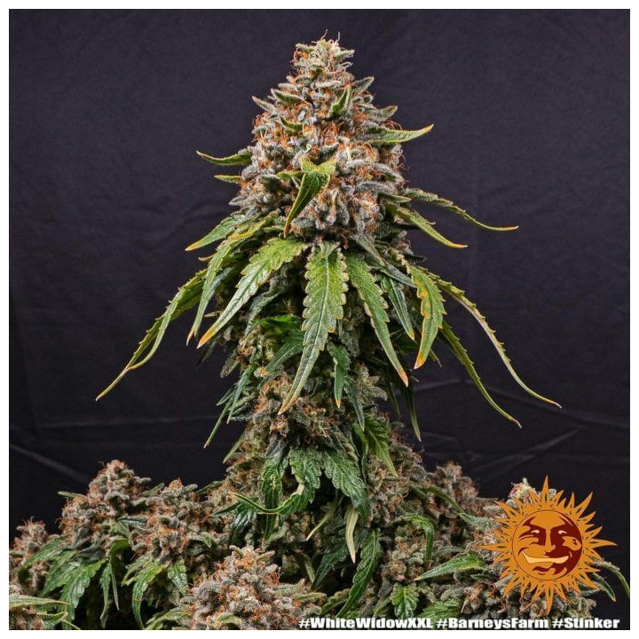 Semillas de White Widow XXL Auto - Barney's Farm