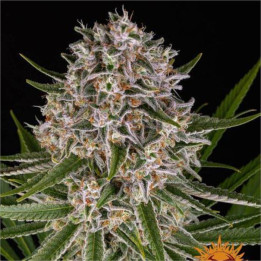 Semillas Lemon Haze Auto - Barney's Farm