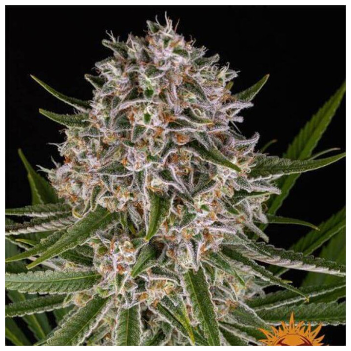 Semillas Lemon Haze Auto - Barney's Farm