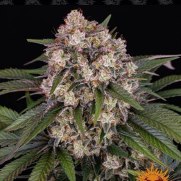 Semillas Og Kush Auto - Barney's Farm