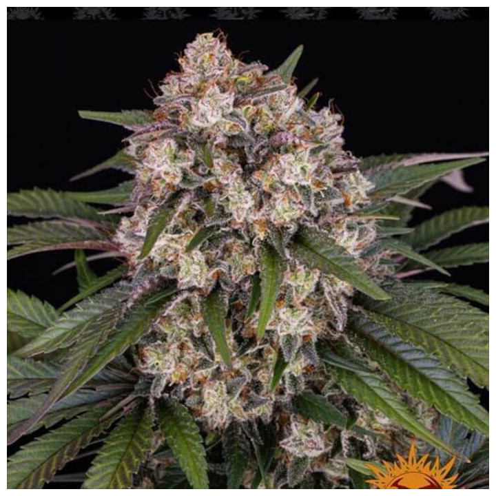 Semillas Og Kush Auto - Barney's Farm