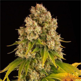 Semillas Cheese Auto - Barney's Farm