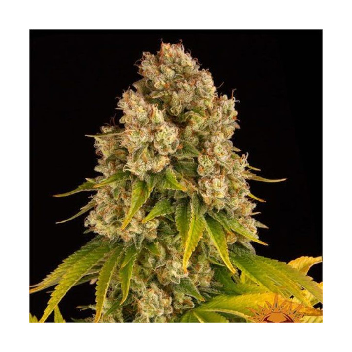 Semillas Cheese Auto - Barney's Farm