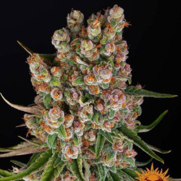 Semillas GMO Auto - Barney's Farm