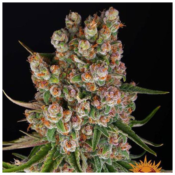 Semillas GMO Auto - Barney's Farm