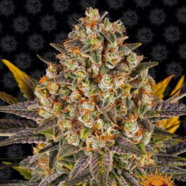 Semillas Banana Punch - Barney's Farm