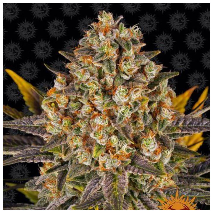 Semillas Banana Punch - Barney's Farm