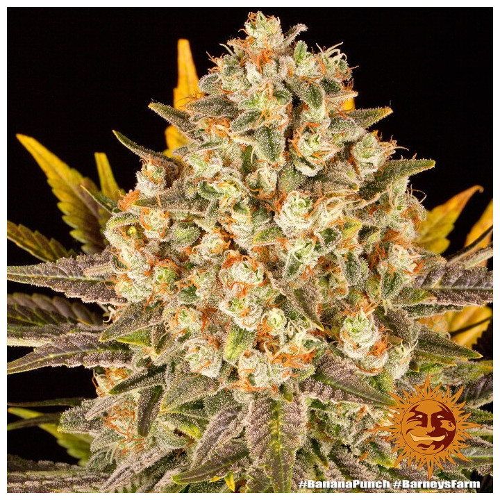 Banana Punch - Barney's Farm