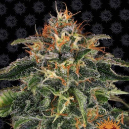 Semillas Moby Dick - Barney's Farm