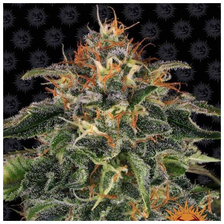 Semillas Moby Dick - Barney's Farm