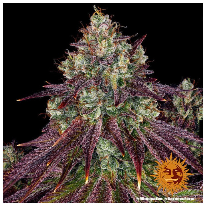 Mimosa Evo - Barney's Farm