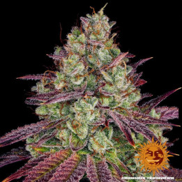 Semillas Mimosa Evo - Barney's Farm