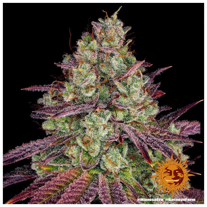 Semillas Mimosa Evo - Barney's Farm