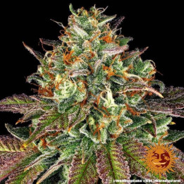 Semillas Wedding Cake - Barney's Farm