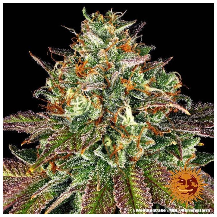Semillas Wedding Cake - Barney's Farm