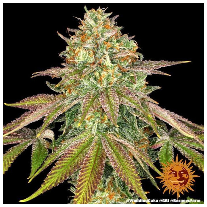Wedding Cake - Barney's Farm