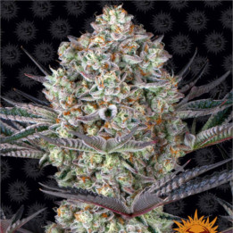 Semillas Dos Si Dos 33 - Barney's Farm