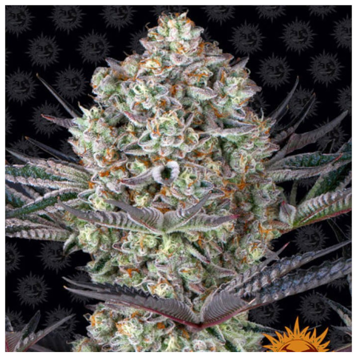 Semillas Dos Si Dos 33 - Barney's Farm
