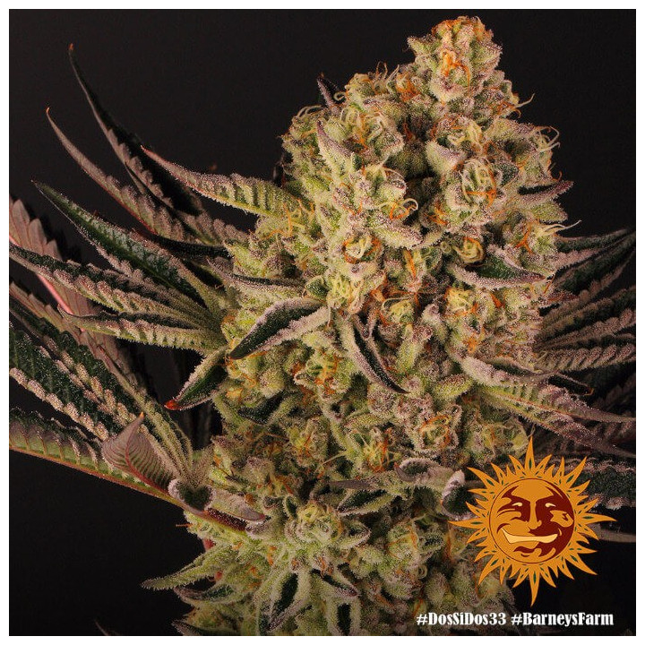 Dos Si Dos 33 - Barney's Farm