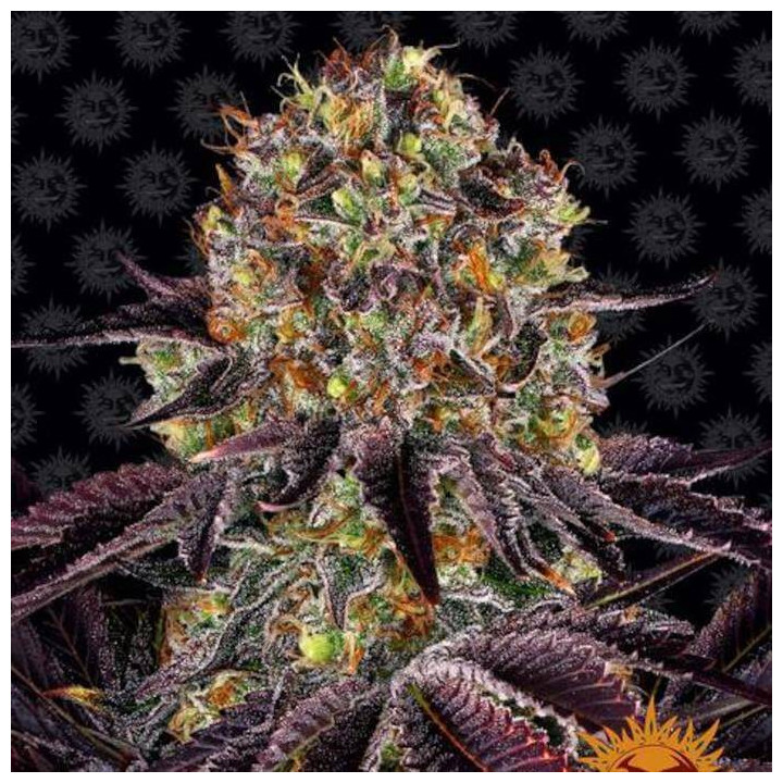 Runtz X Layer Cake - Barney's Farm