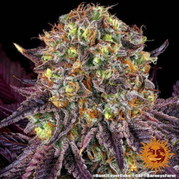 Semillas Runtz X Layer Cake - Barney's Farm