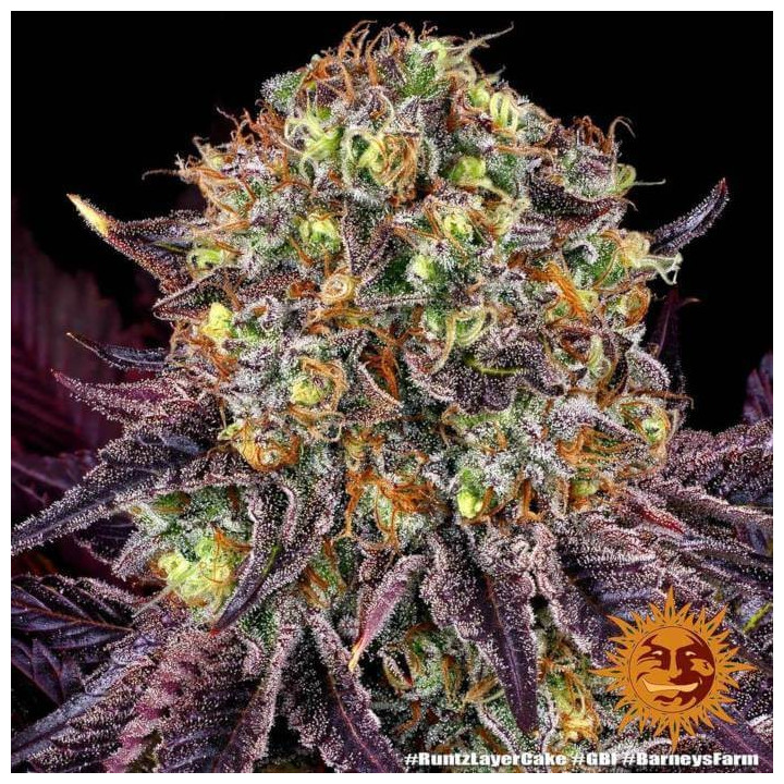 Semillas Runtz X Layer Cake - Barney's Farm