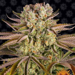 Semillas Pineapple Express - Barney's Farm