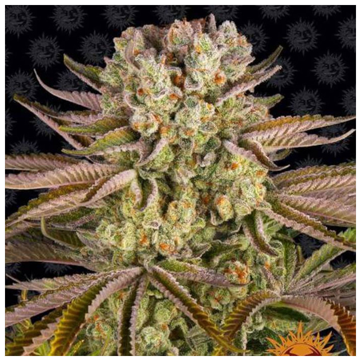 Semillas Pineapple Express - Barney's Farm