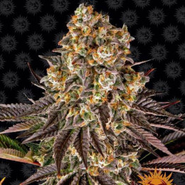 Semillas Gelato 45 - Barney's Farm