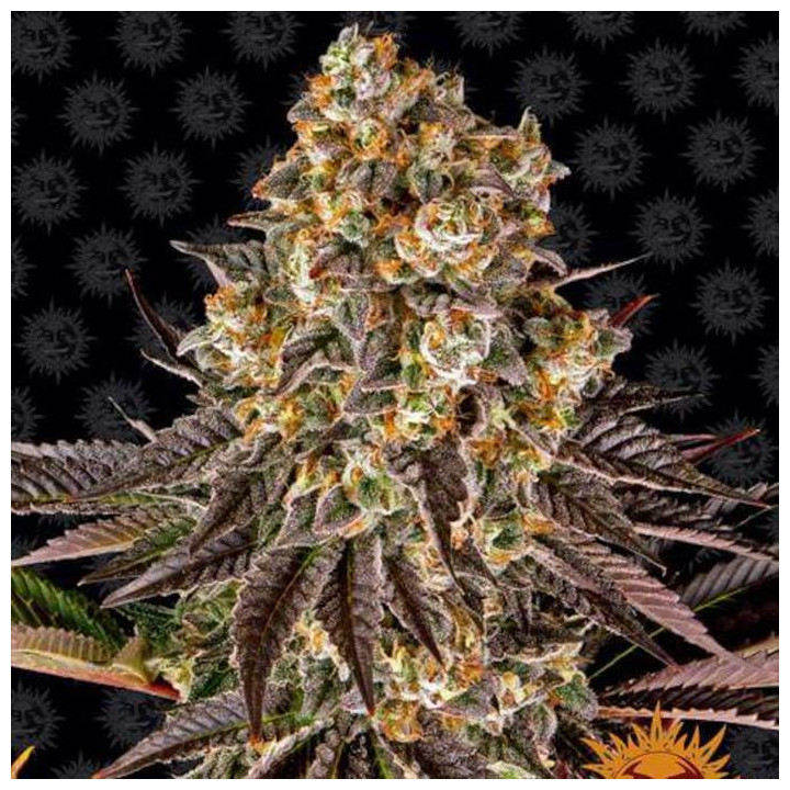 Semillas Gelato 45 - Barney's Farm