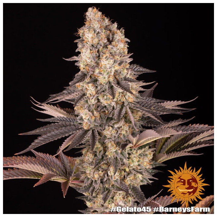 Gelato 45 - Barney's Farm