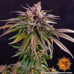 Semillas Kush Mintz - Barney's Farm