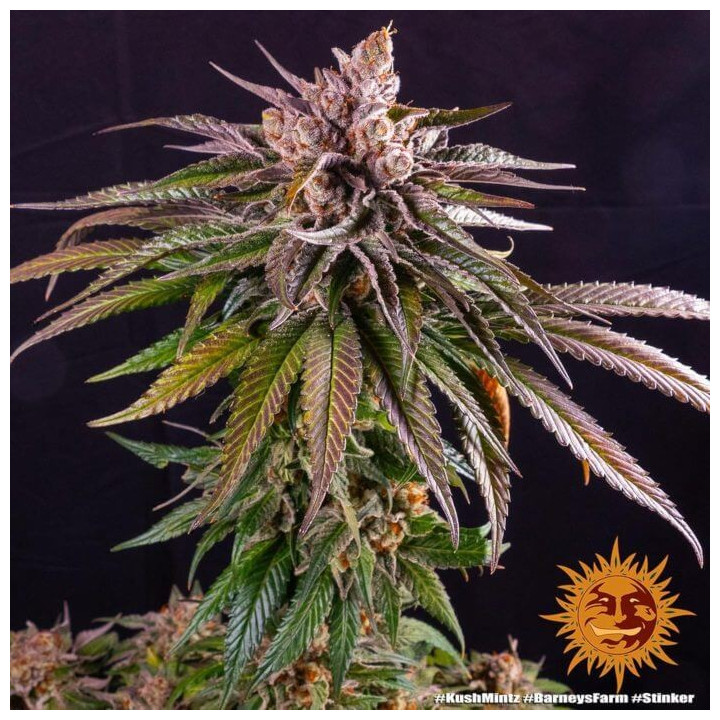 Semillas Kush Mintz - Barney's Farm