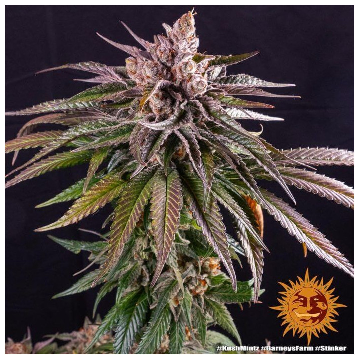 Kush Mintz - Barney's Farm