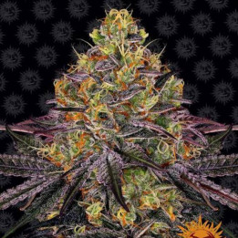 Semillas Watermelon Zkittlez - Barney's Farm