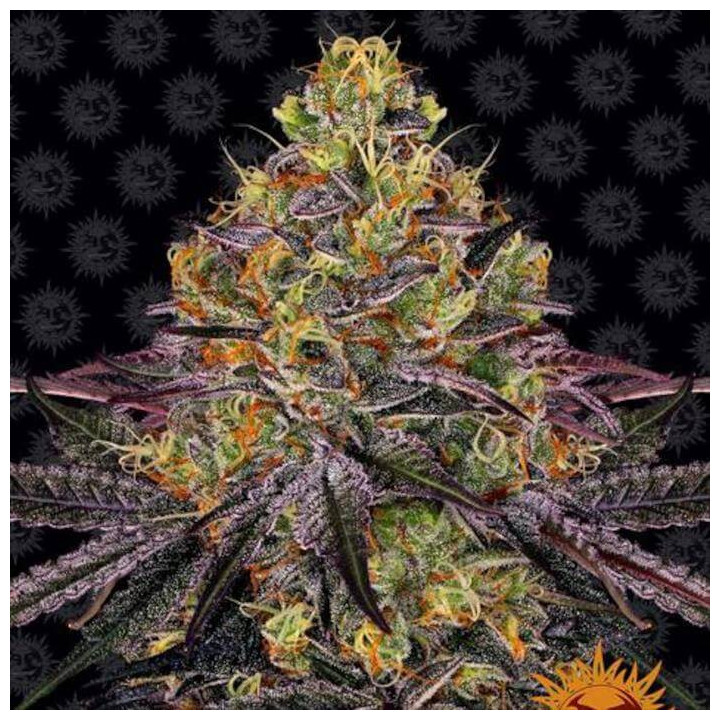 Semillas Watermelon Zkittlez - Barney's Farm