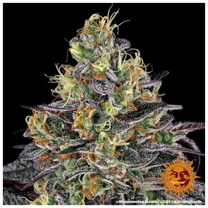 Watermelon Zkittlez - Barney's Farm
