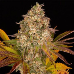 Semillas Cookies Kush Auto - Barney's Farm