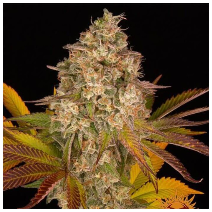 Semillas Cookies Kush Auto - Barney's Farm