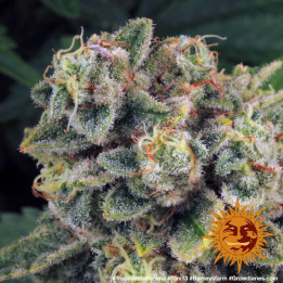 Semillas Tropicanna Banana - Barney's Farm
