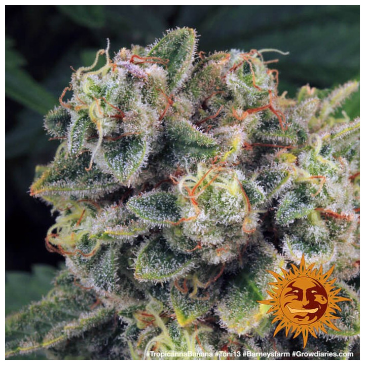 Semillas Tropicanna Banana - Barney's Farm